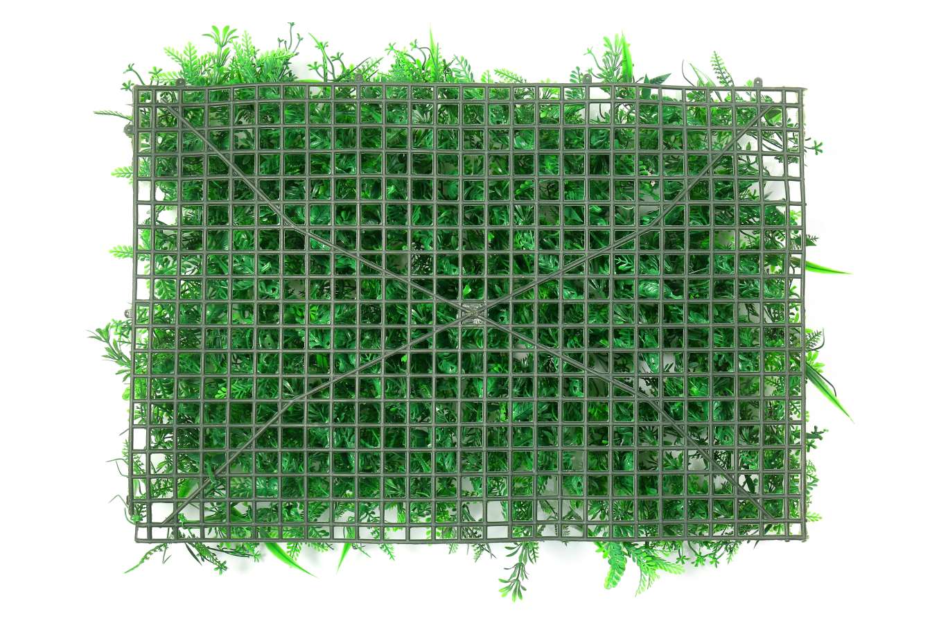 大友加利加松草40cm乘60cm细节图