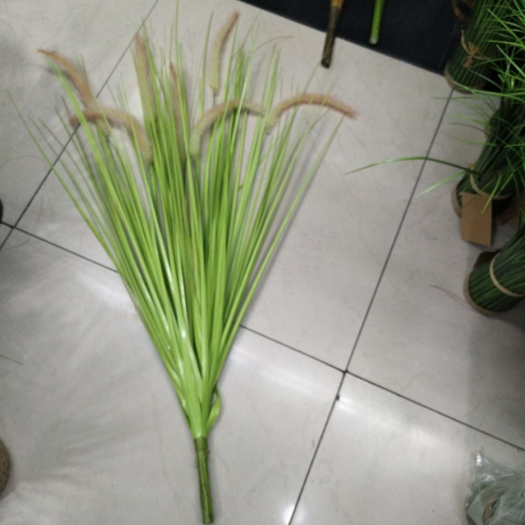 Nine tail grass thumbnail