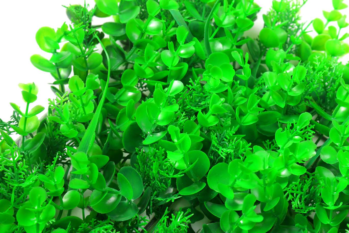 大友加利加松草40cm乘60cm白底实物图