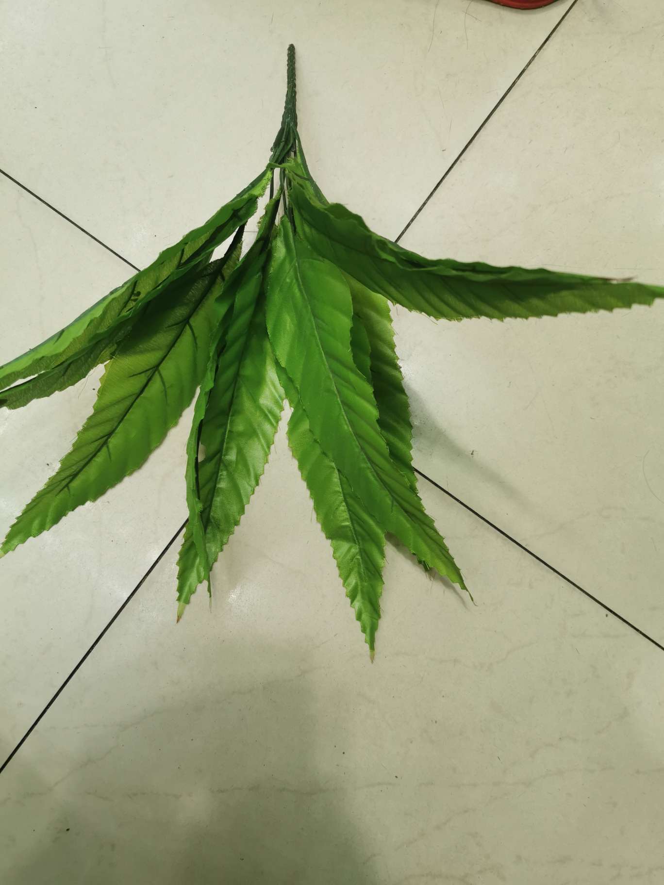 剑叶