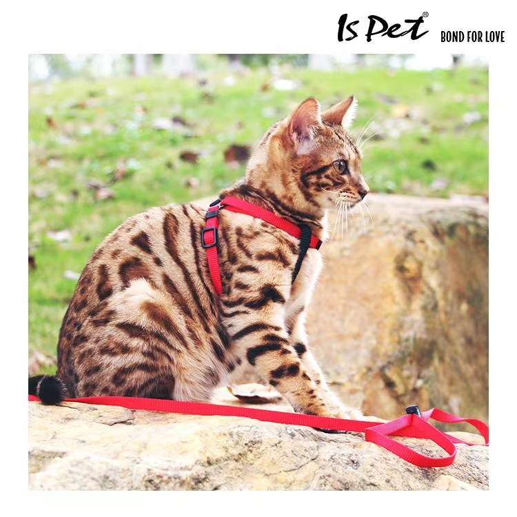 爱的牵引绳/宠物用品牵引/宠物狗狗绳子白底实物图