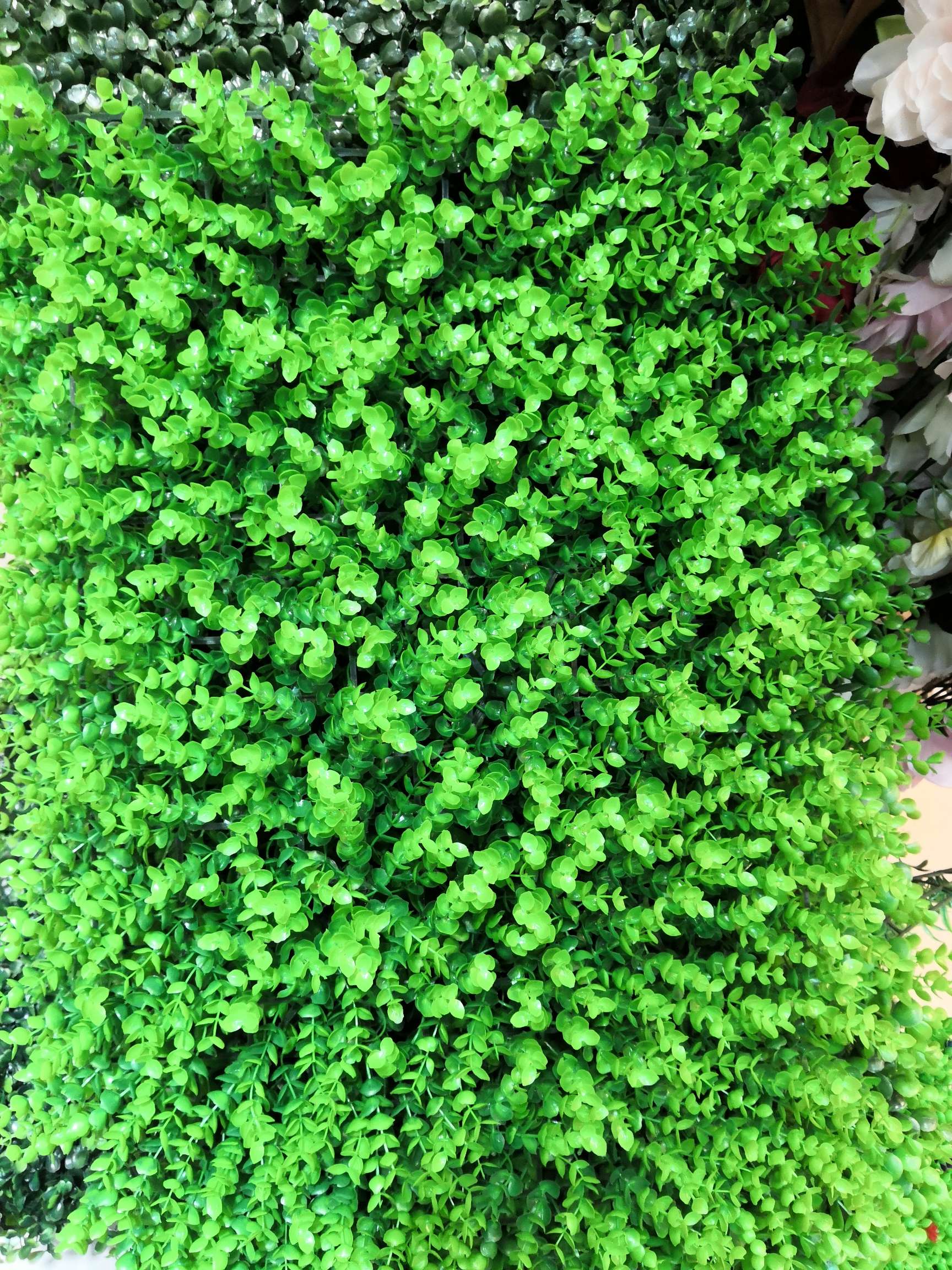 247 little Eucalyptus lawns thumbnail