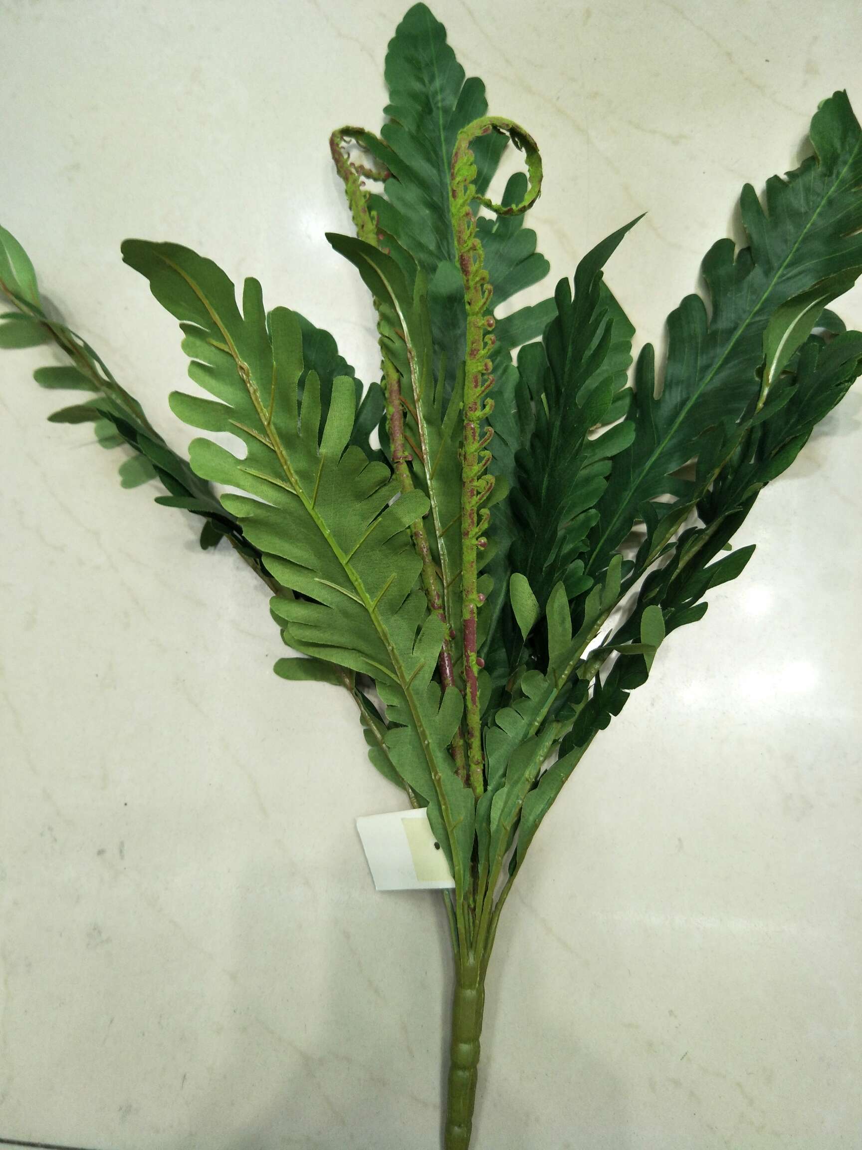 15 leaves of Artemisia argyi