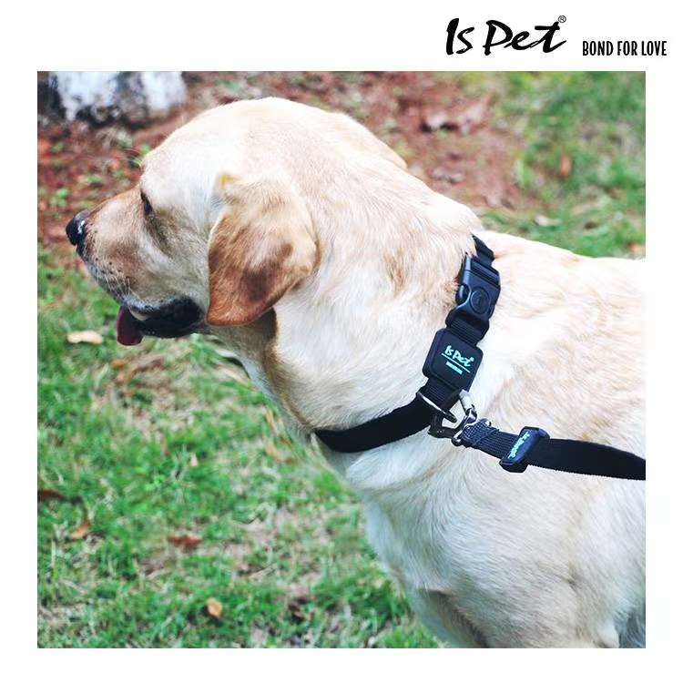 狗狗牵引实物图