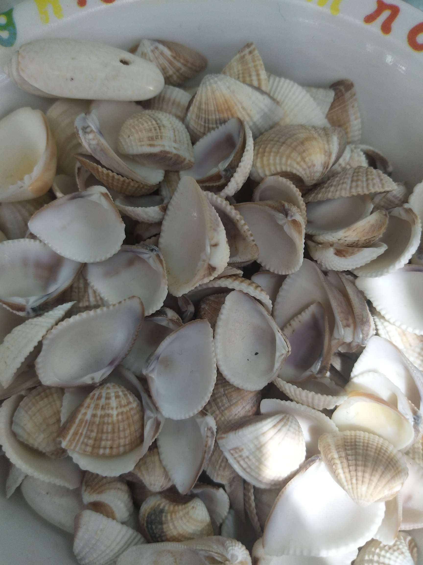 Vase small shape shell new triangle shellfish micro ecology decorate aquarium shell home decoration thumbnail