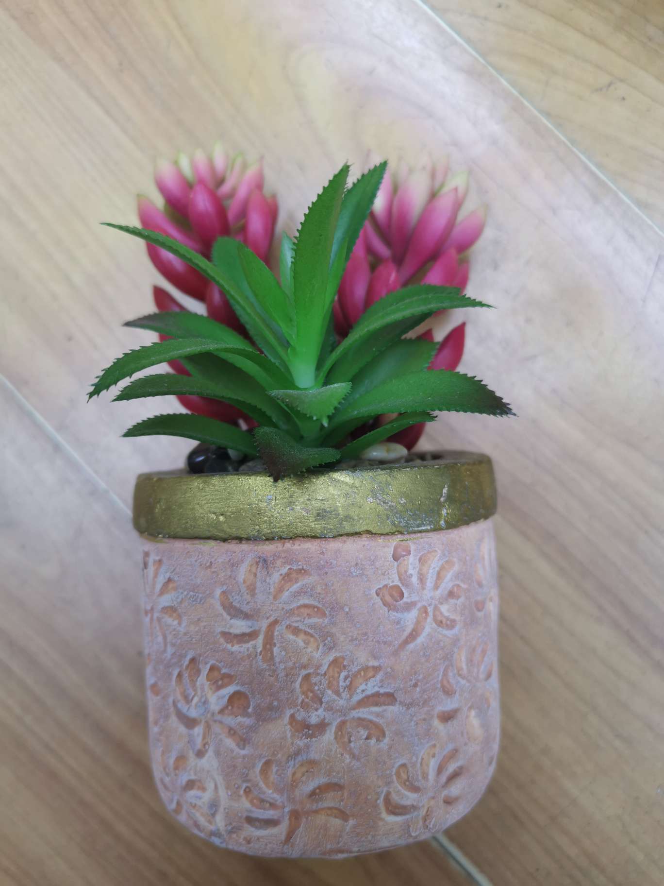 Succulent bonsai