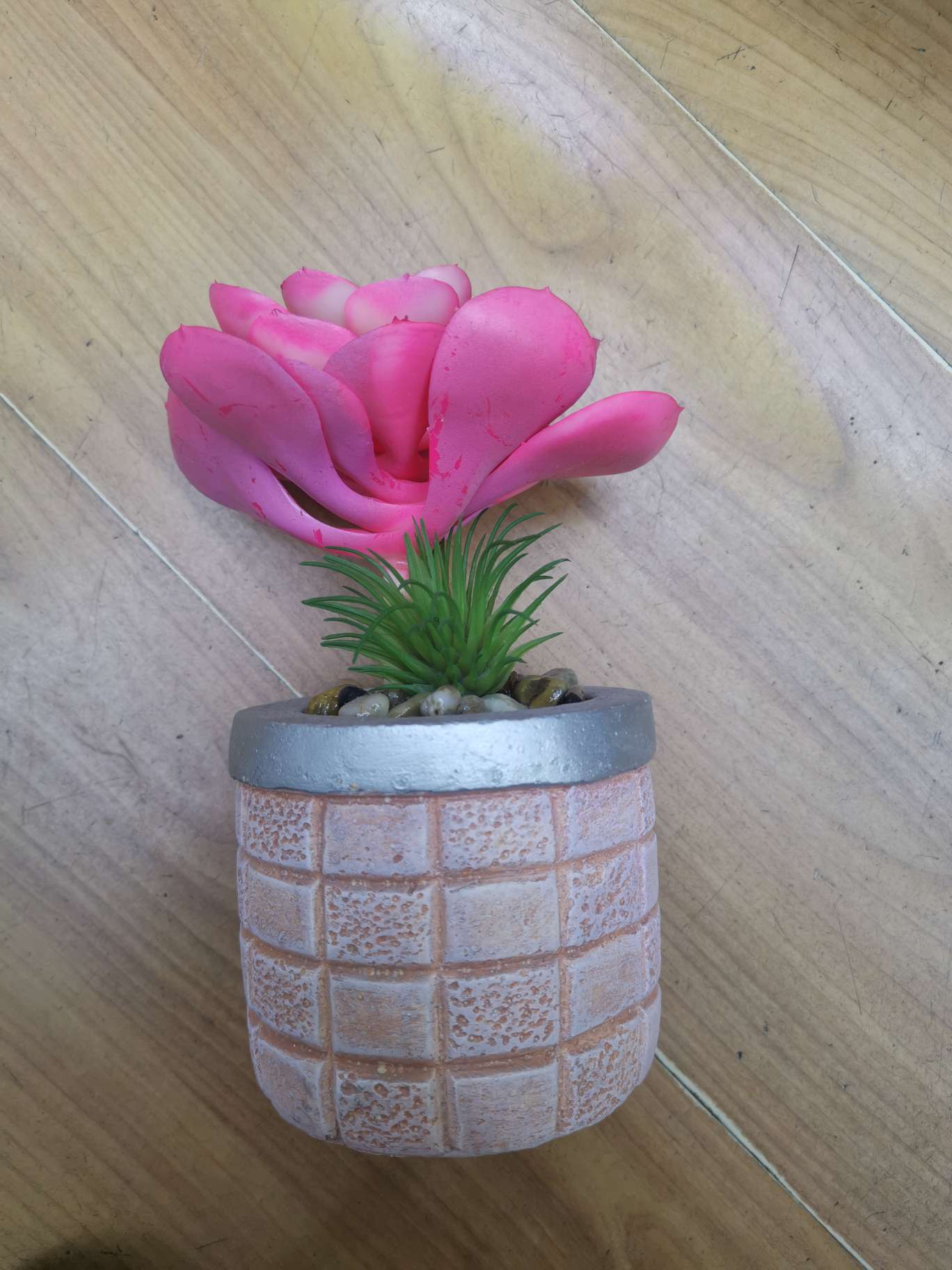 Succulent large 14