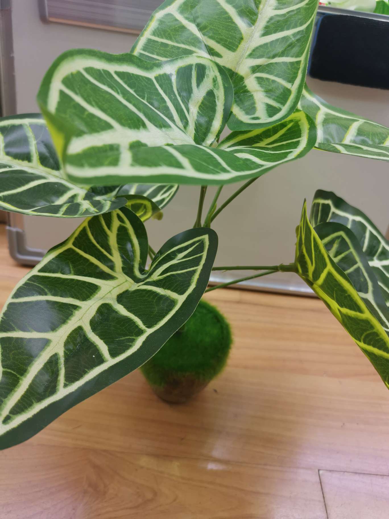 Tiger leaf green plant thumbnail