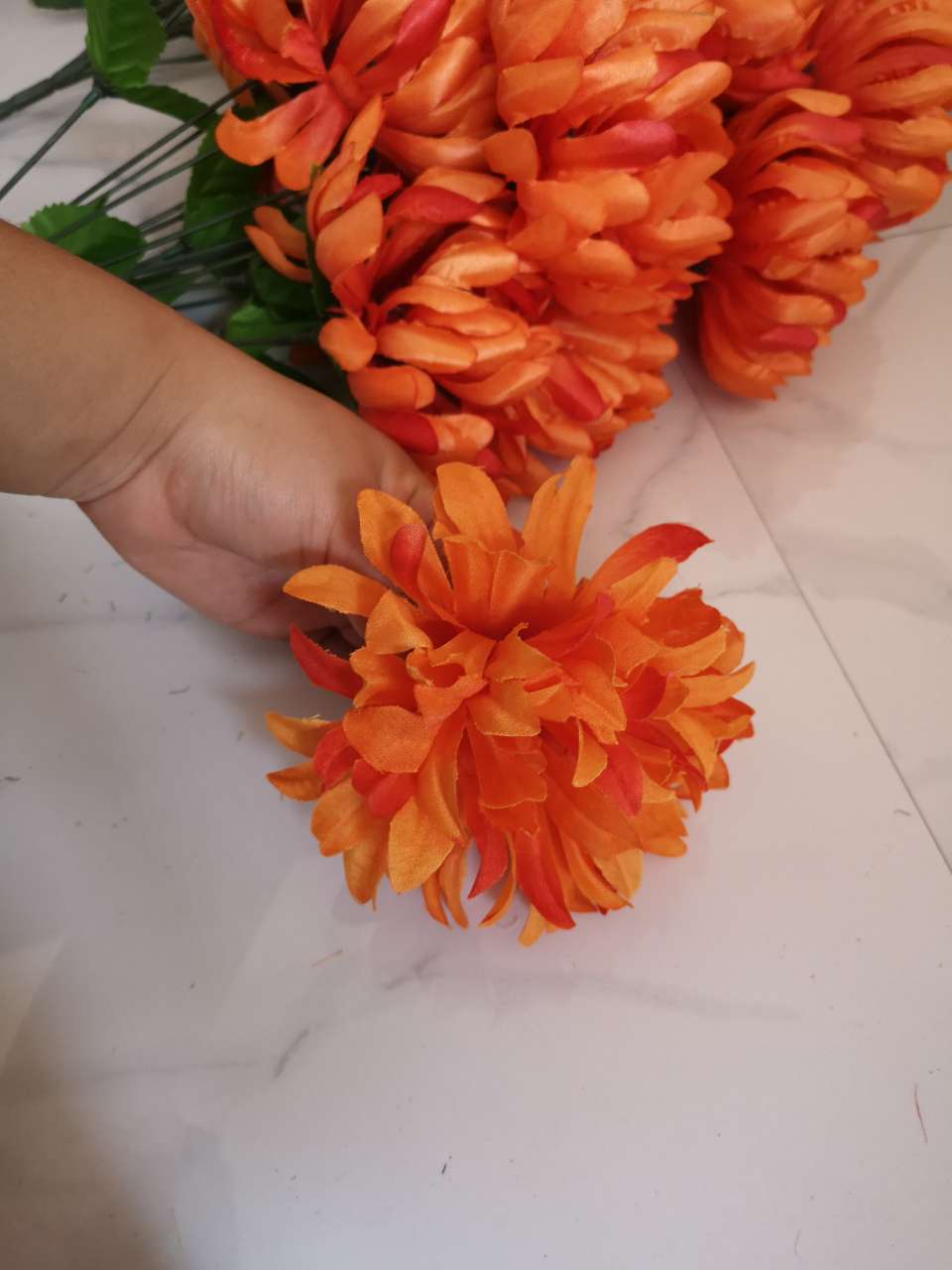 Chrysanthemum flower heads thumbnail