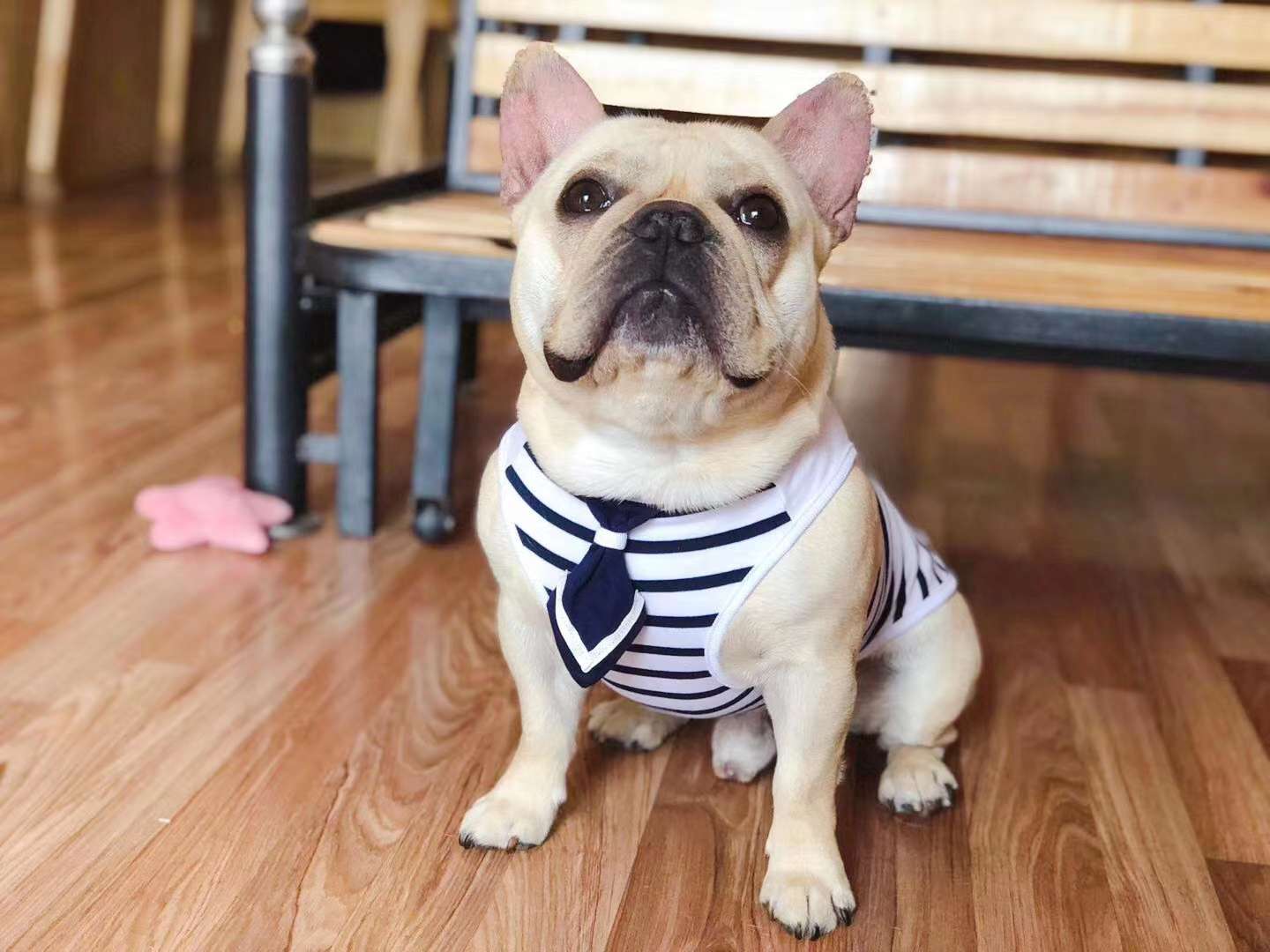 # buyers show
Method, corgi, firewood dog, and a rural 🐱 disorderly into [hey ha]
Navy vest, summer wear is also a good choice thumbnail