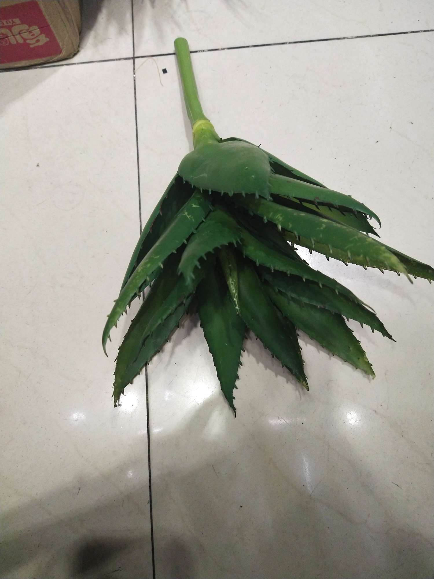 Aloe vera of Greater China details Picture