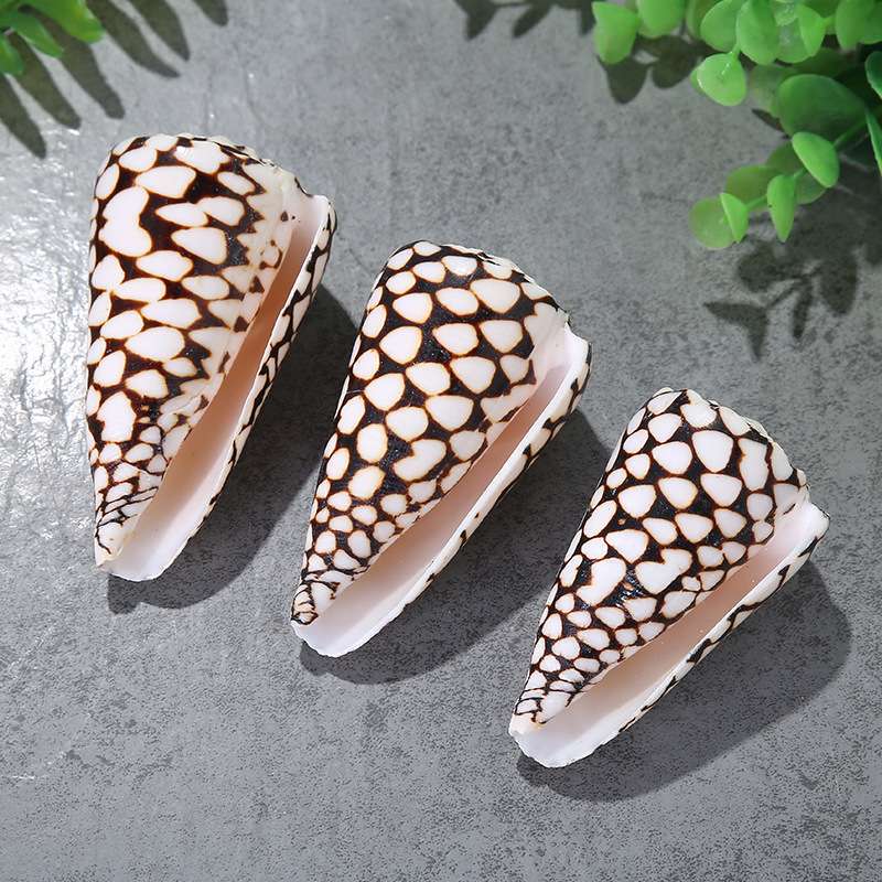 蛇皮螺厂家直销黑玉米螺天然贝壳鱼缸水族微景观6至10厘米婚庆家居摆件细节图