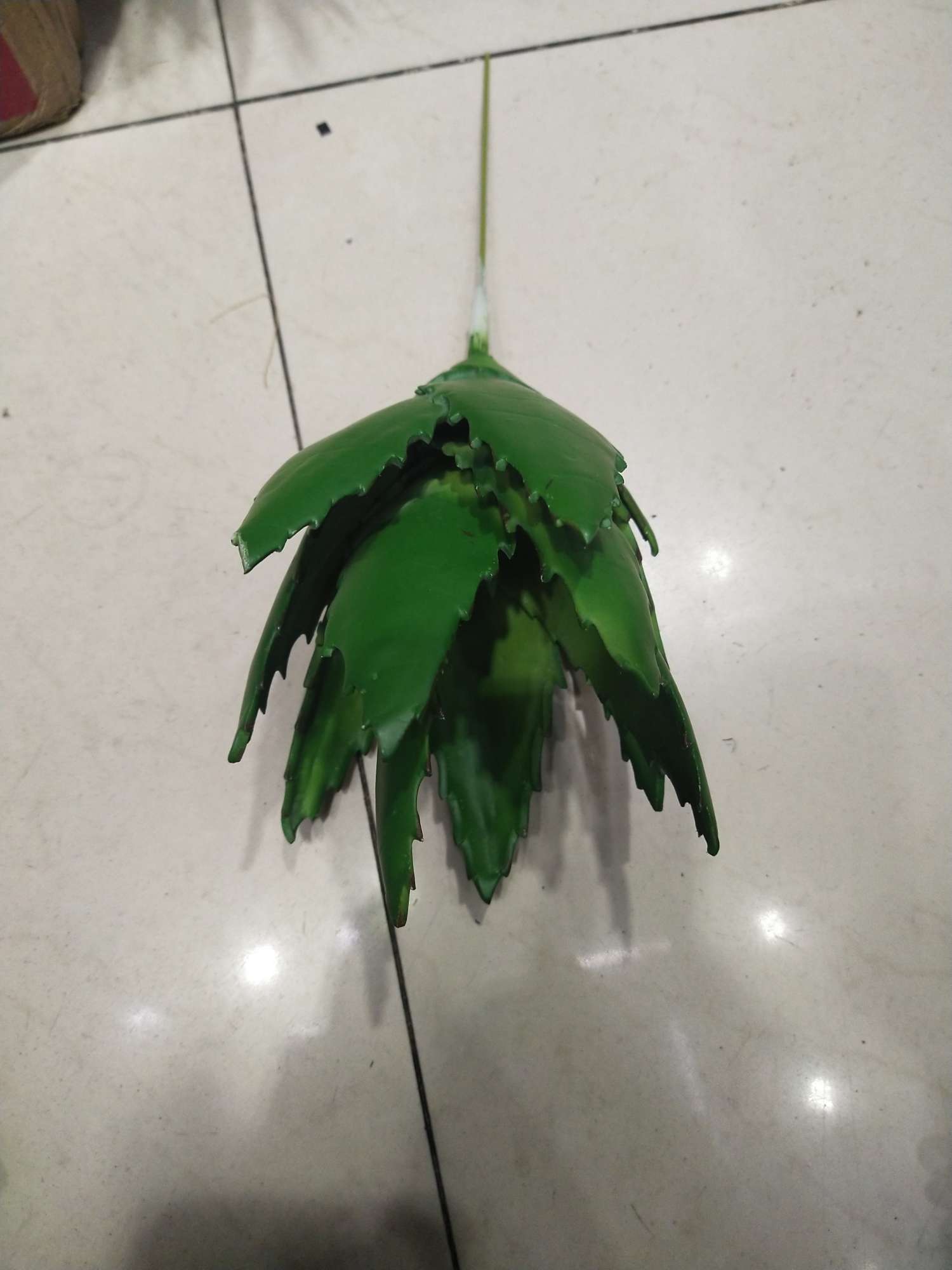 Aloe vera details Picture
