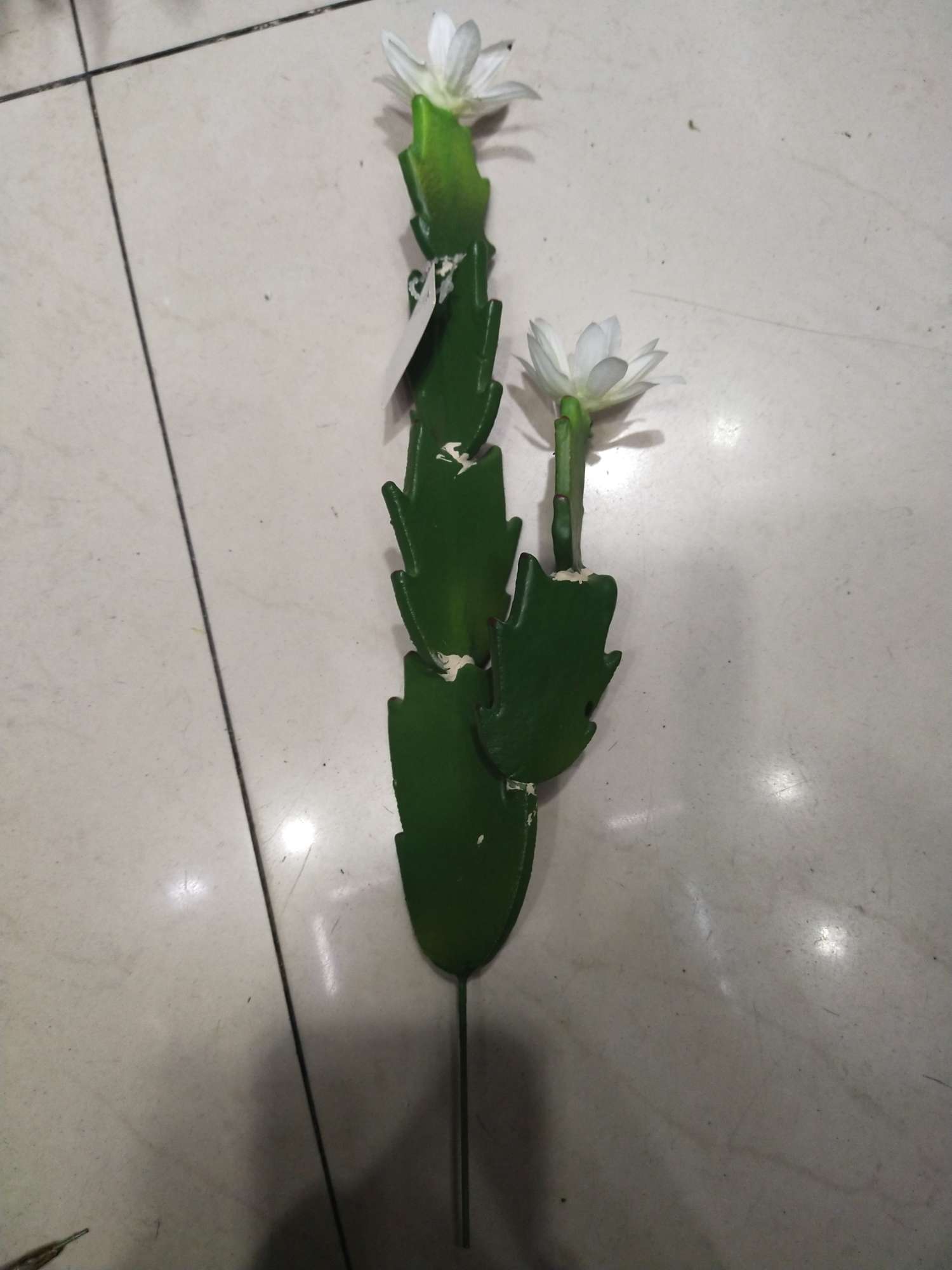 Leaf type cactus large thumbnail