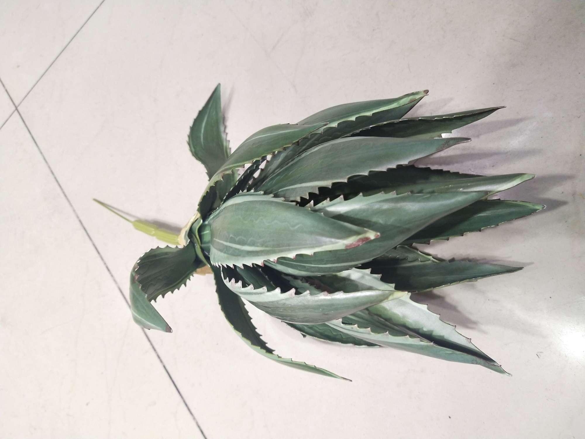 Large sisal leaves