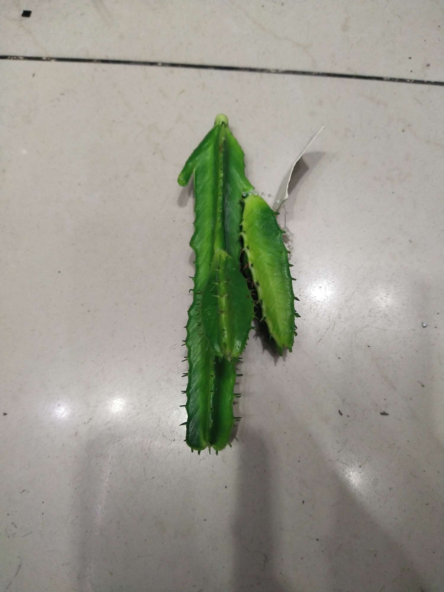 Four-cornered cactus details Picture