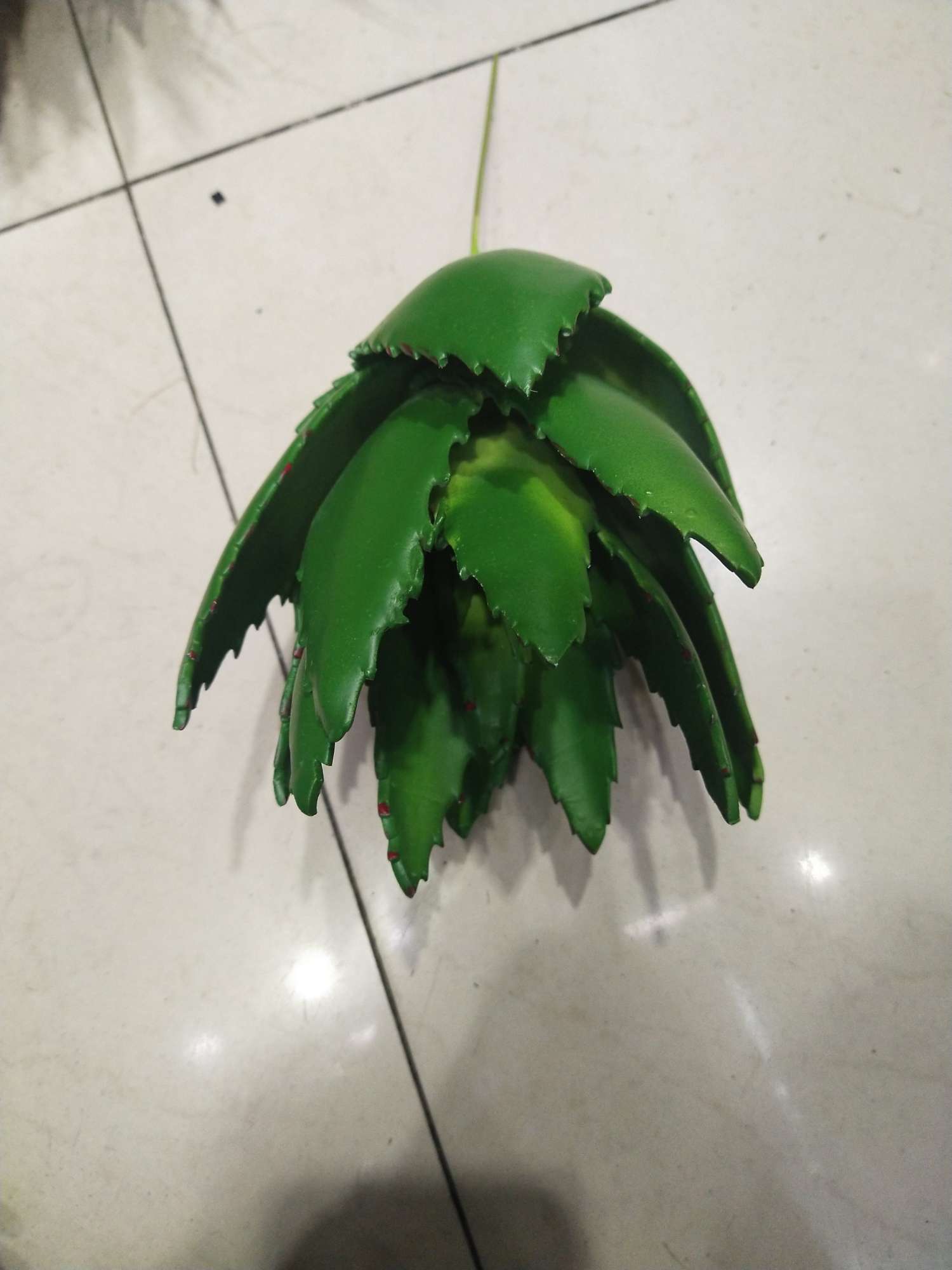 Big aloe