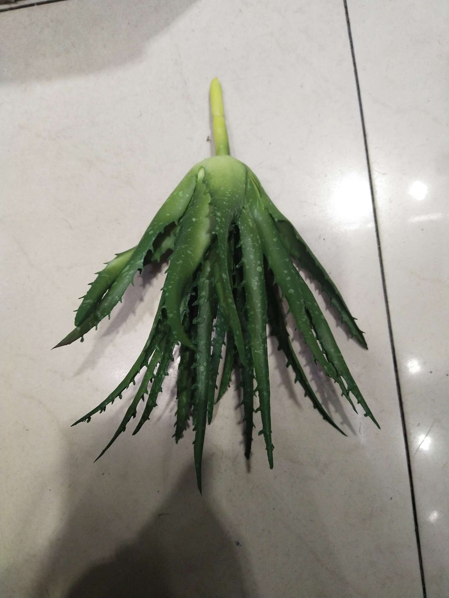 Aloe serrated