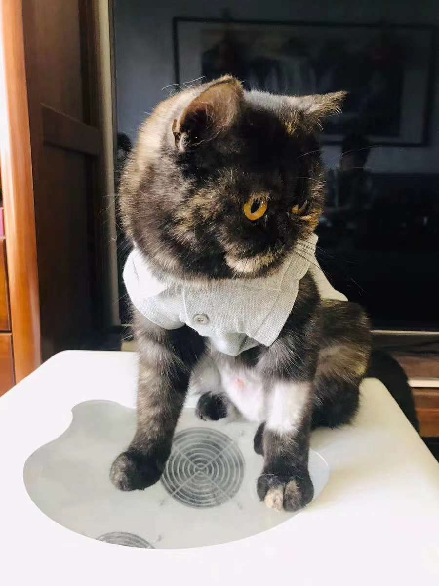 宝宝胸背背心/宠物用品背心/宠物狗狗服装细节图