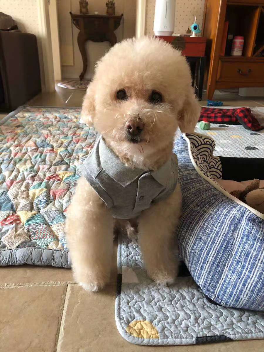 宝宝胸背背心/宠物用品背心/宠物狗狗服装产品图