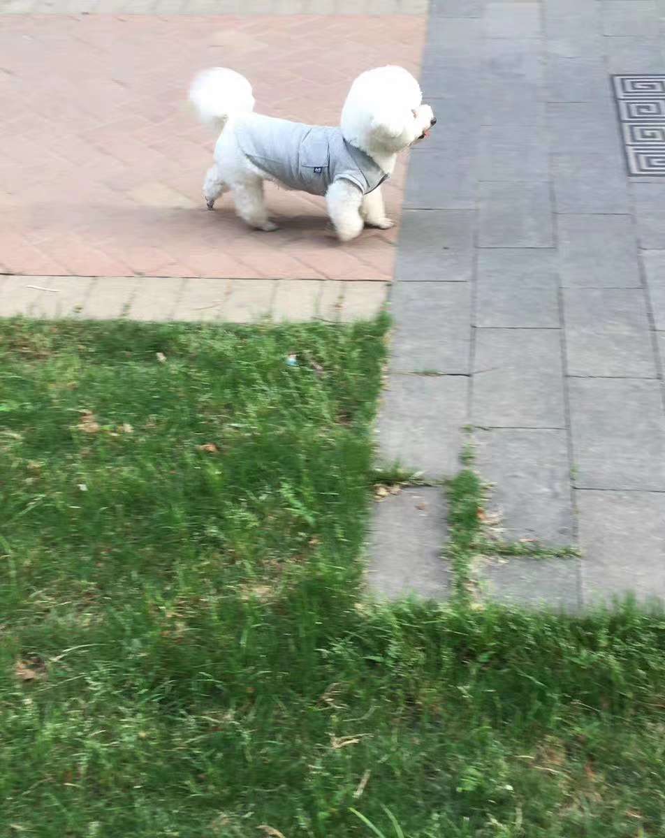 女士背心实物图