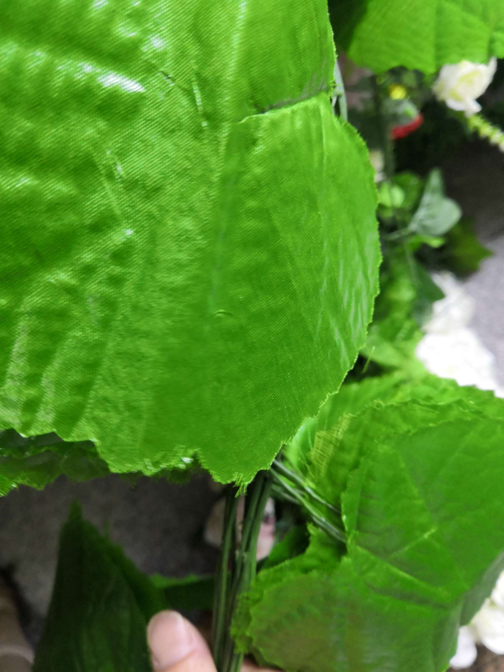 单根葡萄叶产品图