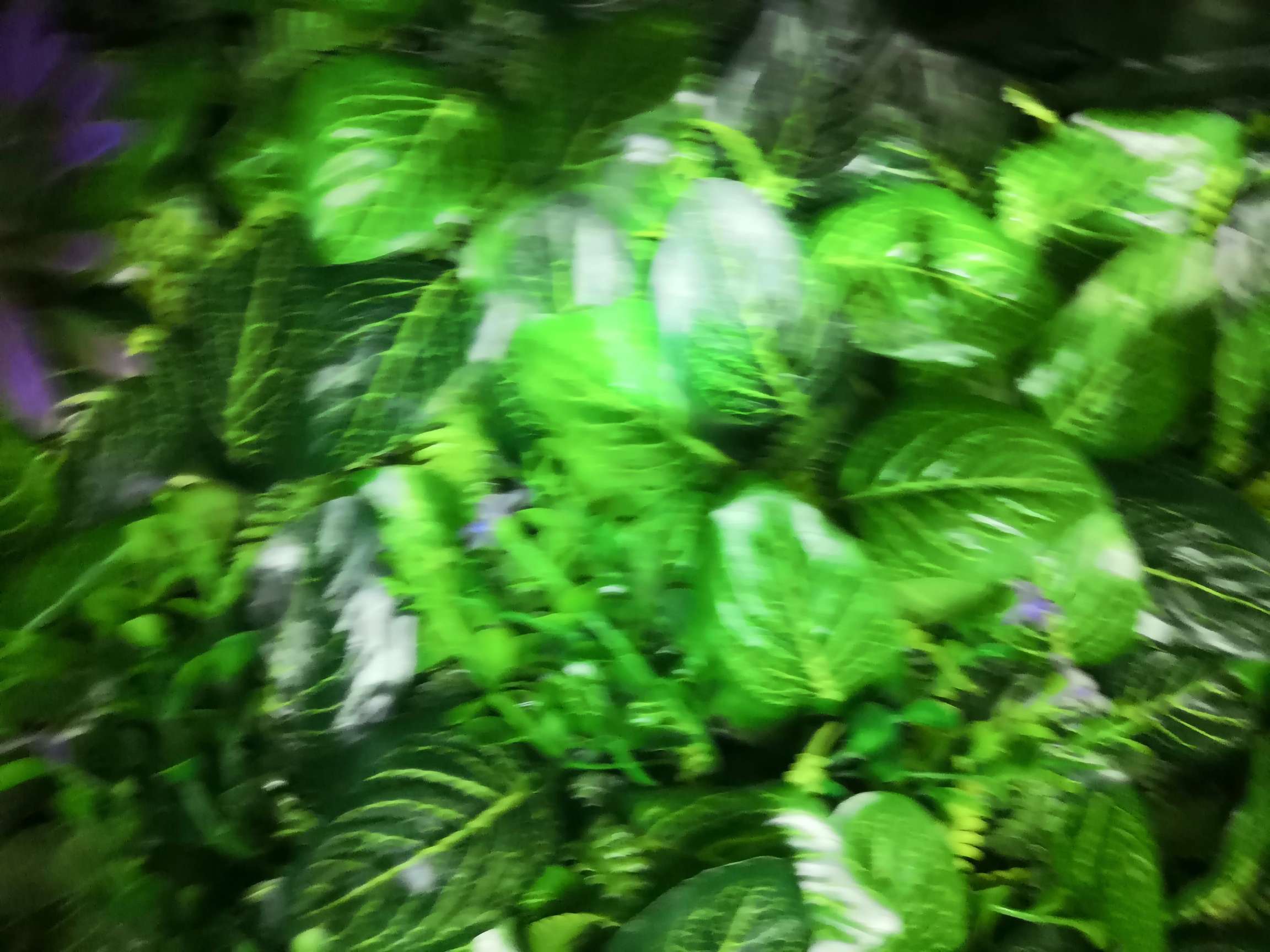仿真假草坪绿植墙人造草皮阳台花墙面门头装饰塑料花墙背景植物墙，40x60过胶花生叶