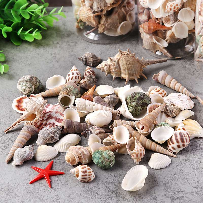 PVC圆桶，混装天然贝壳海螺科教益智力玩具摆件工艺品饰品配件儿童幼儿礼物造景然贝壳鞋带我产品图