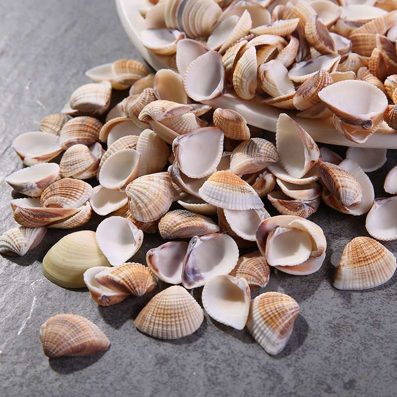 歪嘴妹，工艺品配件，鱼缸装厂家直销海洋天然贝壳三角贝贝壳海洋装饰材料鱼缸水族箱摆件批发