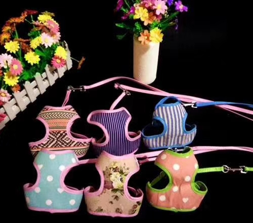 宠物项圈实物图