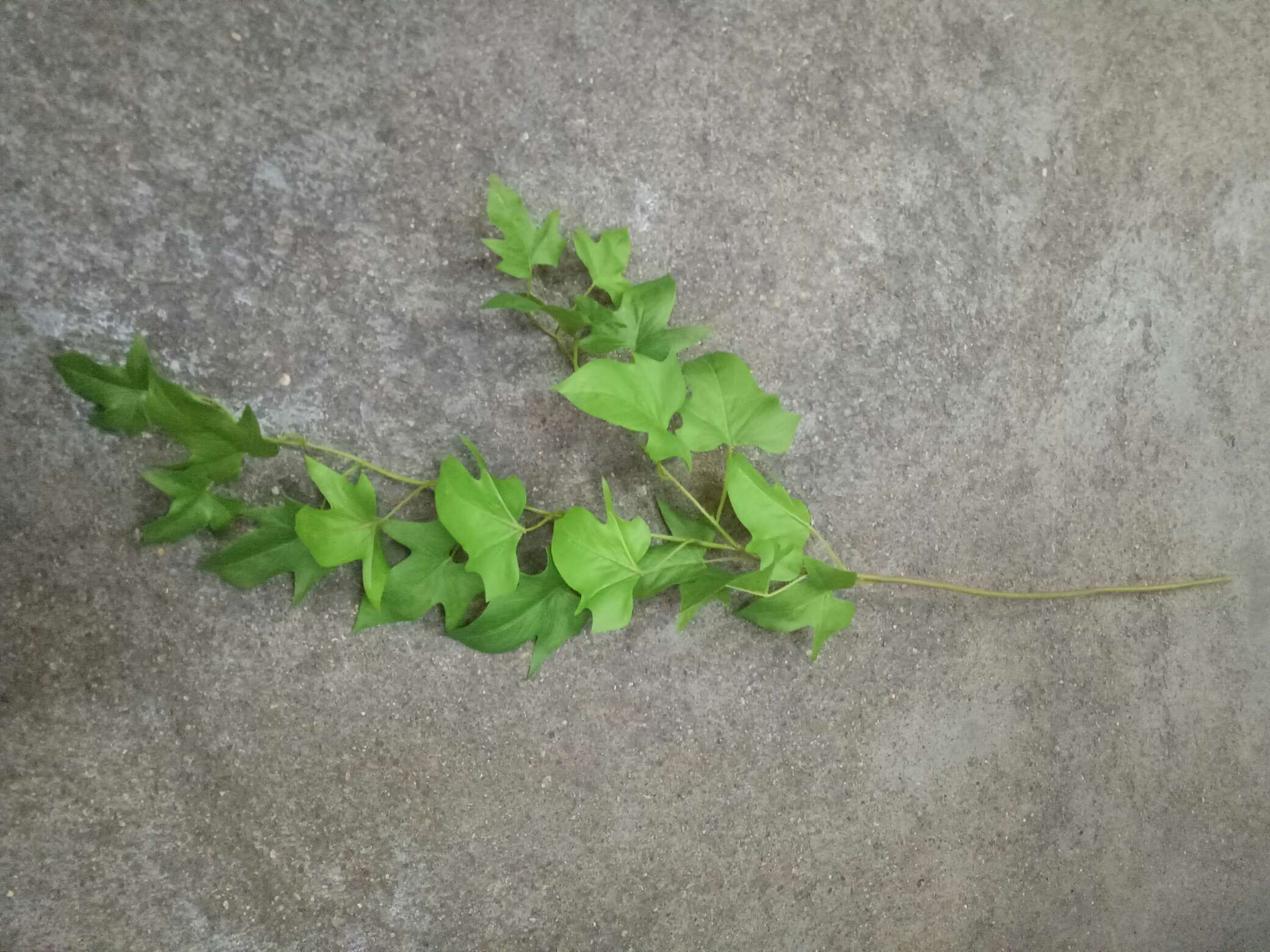 كما هو الحال في يوم الزفاف