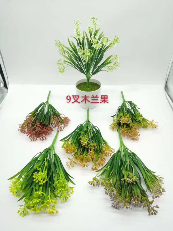 9叉木兰果