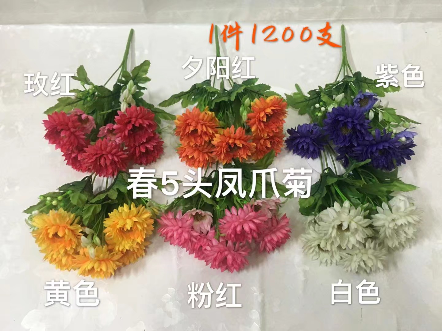 春5头凤爪菊
