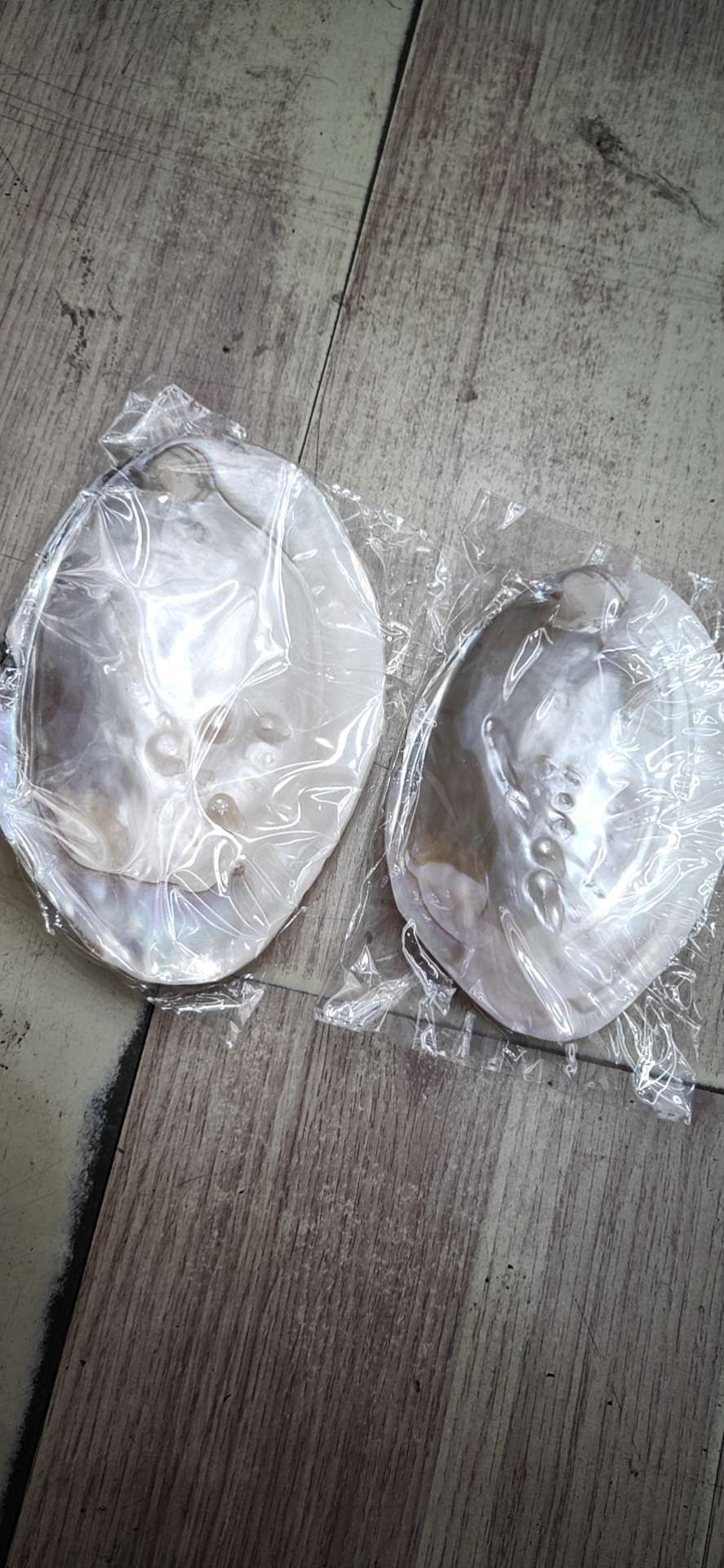 珍珠贝壳