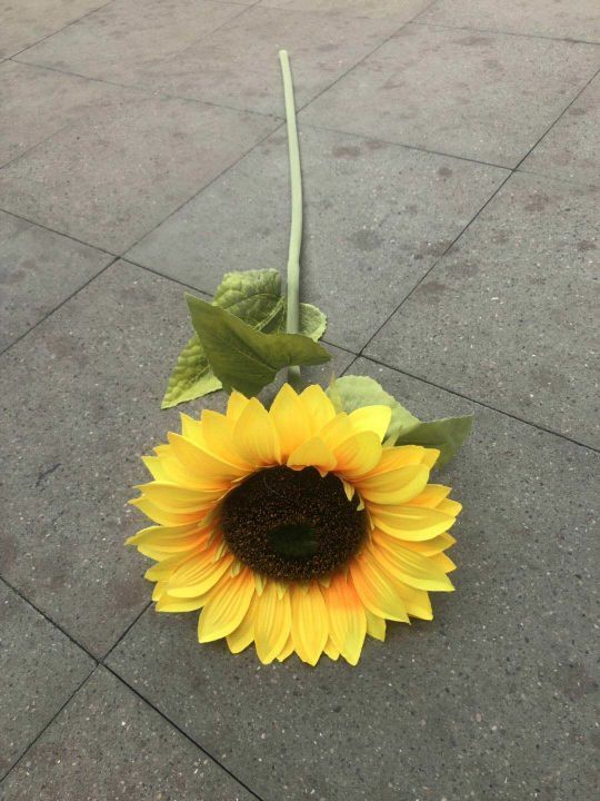 1 sunflower thumbnail