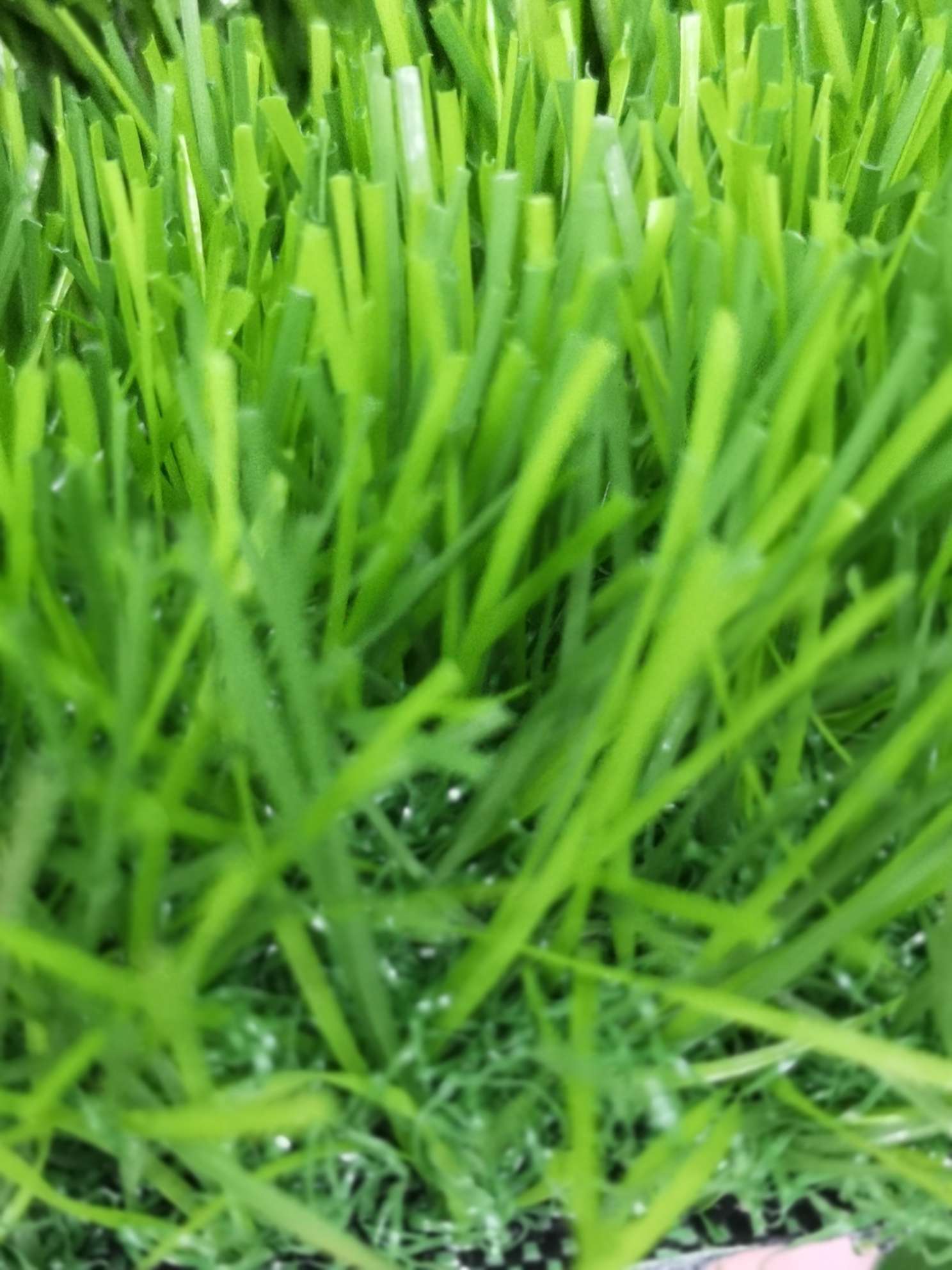 人造草坪 假草 仿真草 装饰绿化草坪幼儿园专业草坪 环保