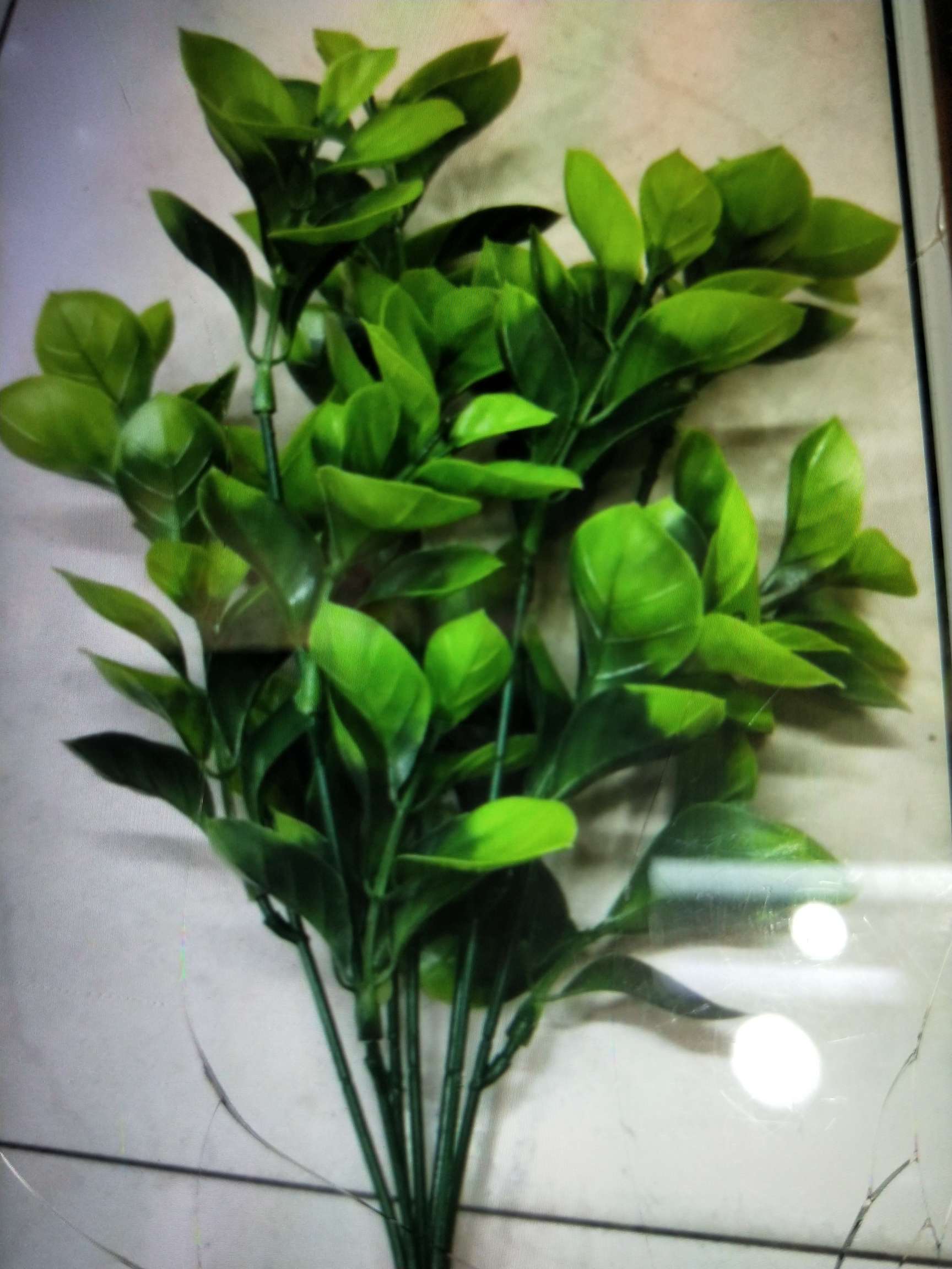 Seven big leaves thumbnail