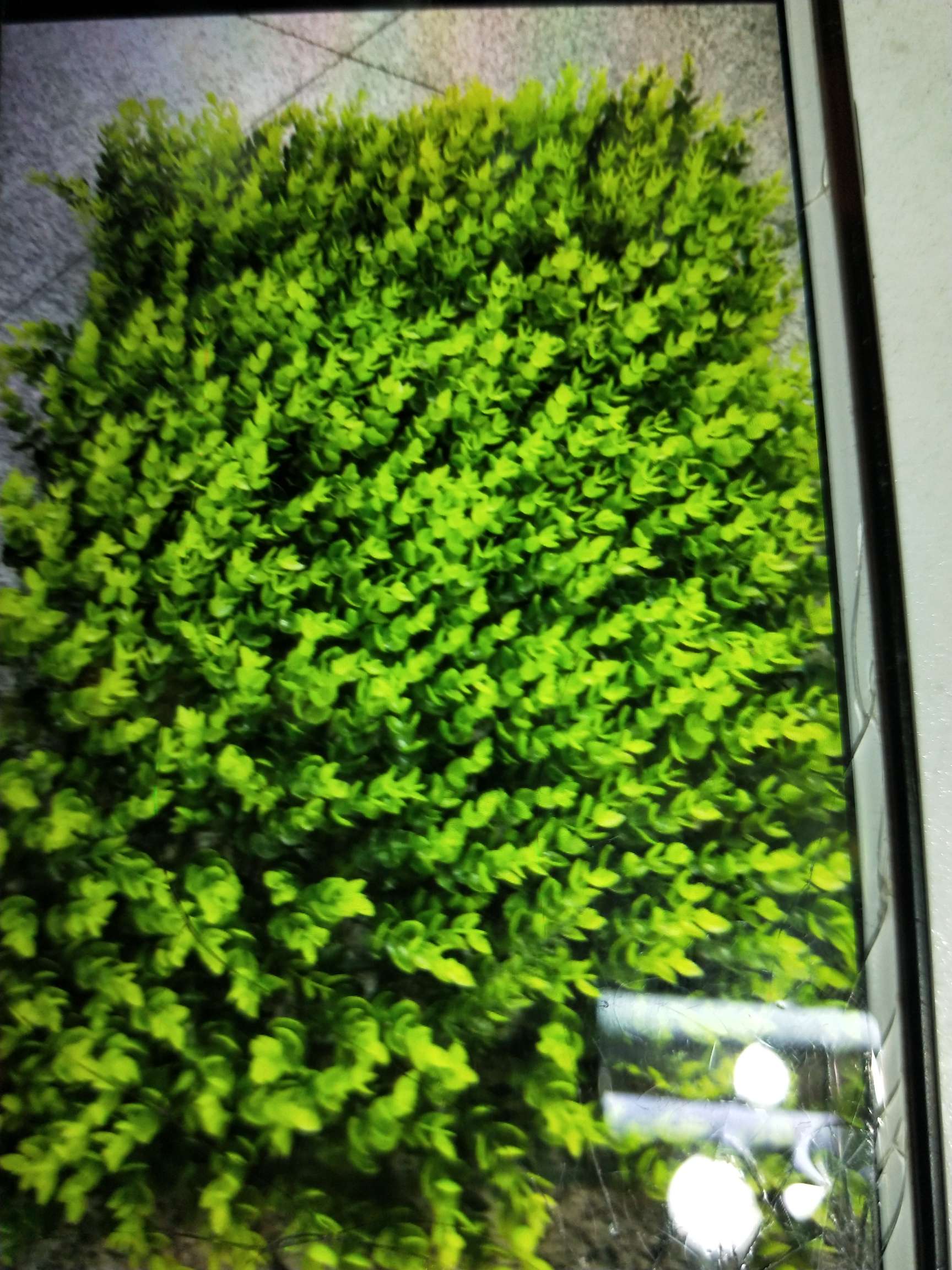 40/60 of eucalyptus thumbnail
