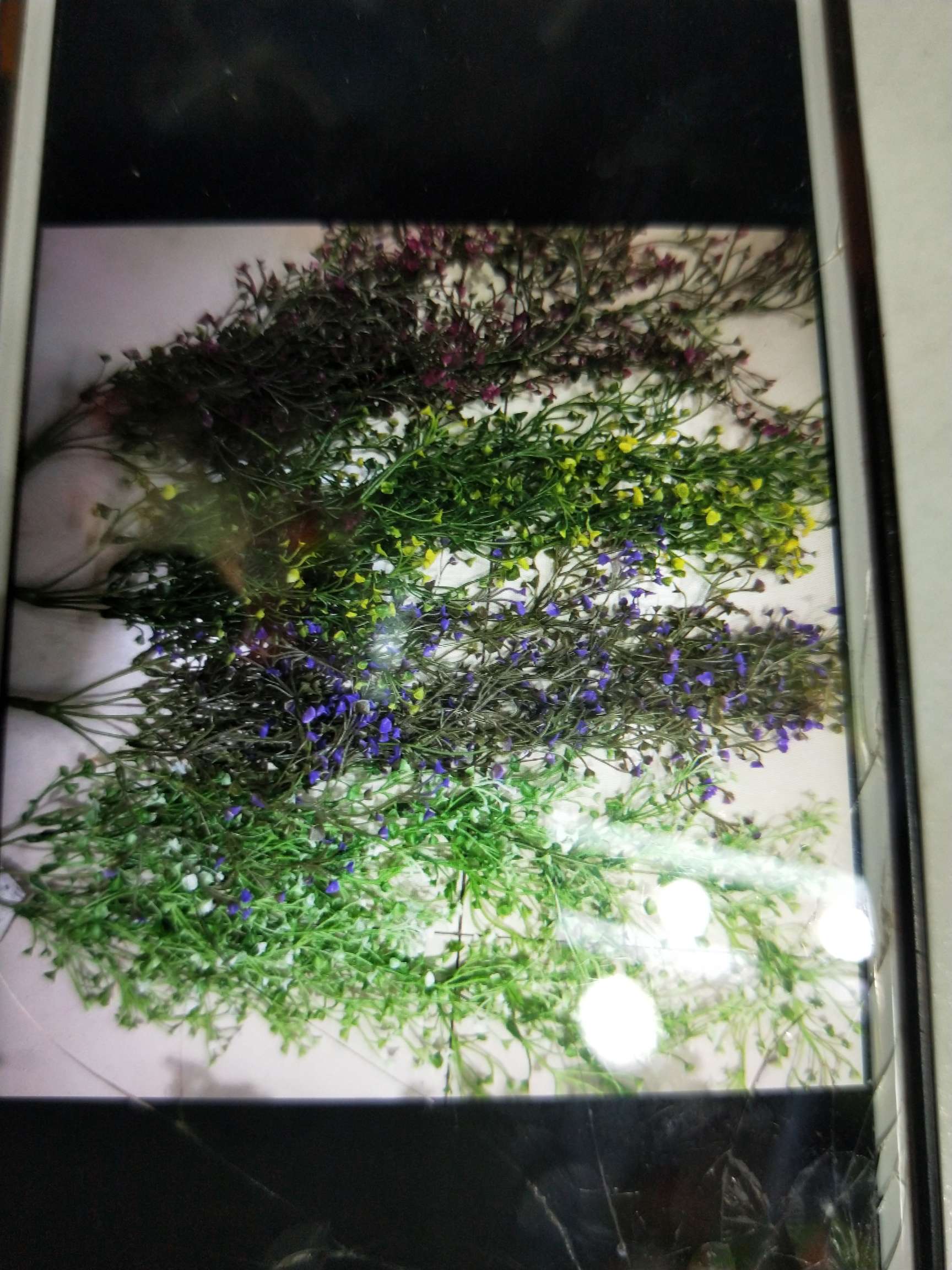 碗花挂