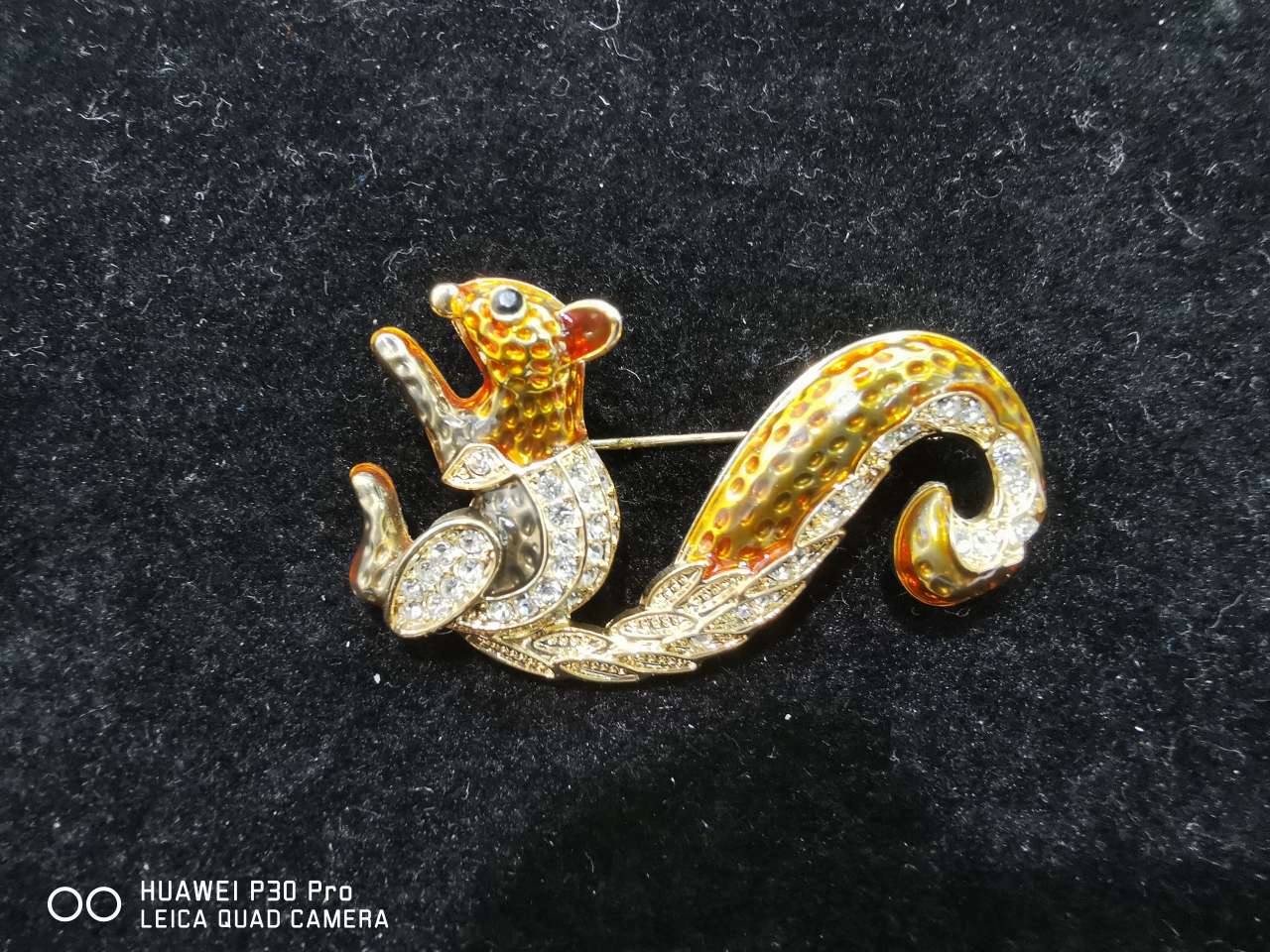 Painted squirrel thumbnail