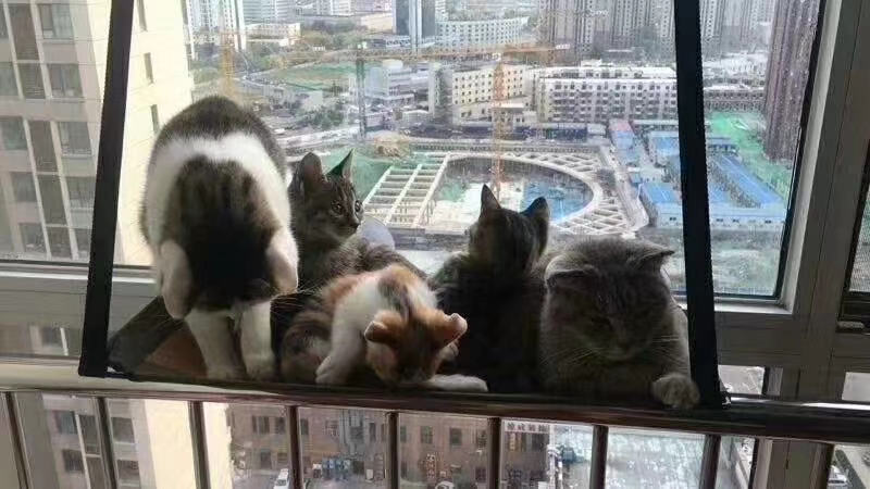 All kinds of cat hammock series, price advantage, cute cats enjoy themselves on it! undefined