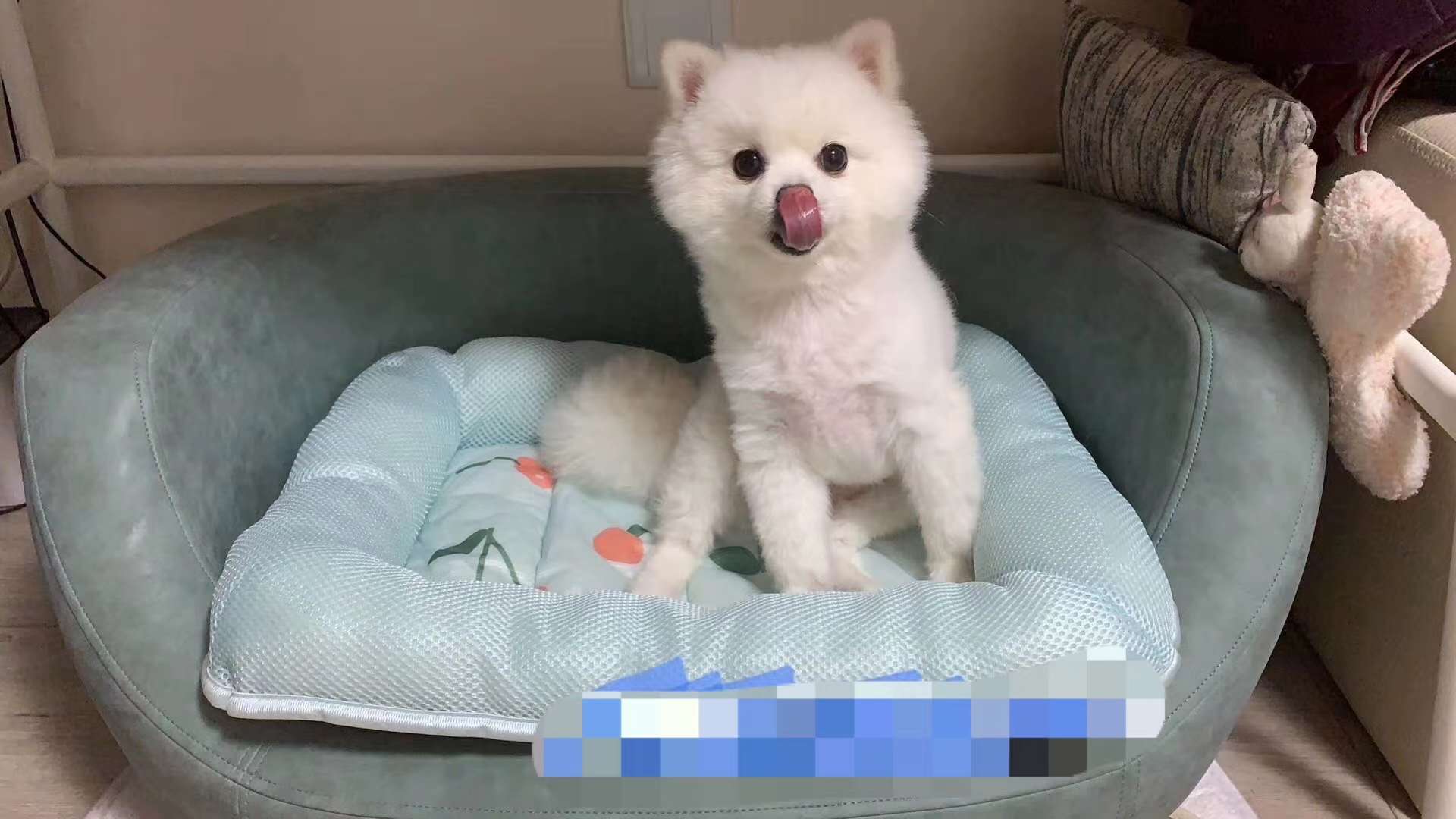 清货款窝垫🎉🎉

贝壳型窝垫，现货不多了，感兴趣的小伙伴抓紧时间联系我[转圈]

适合15斤以内的🐶🐱详情图10