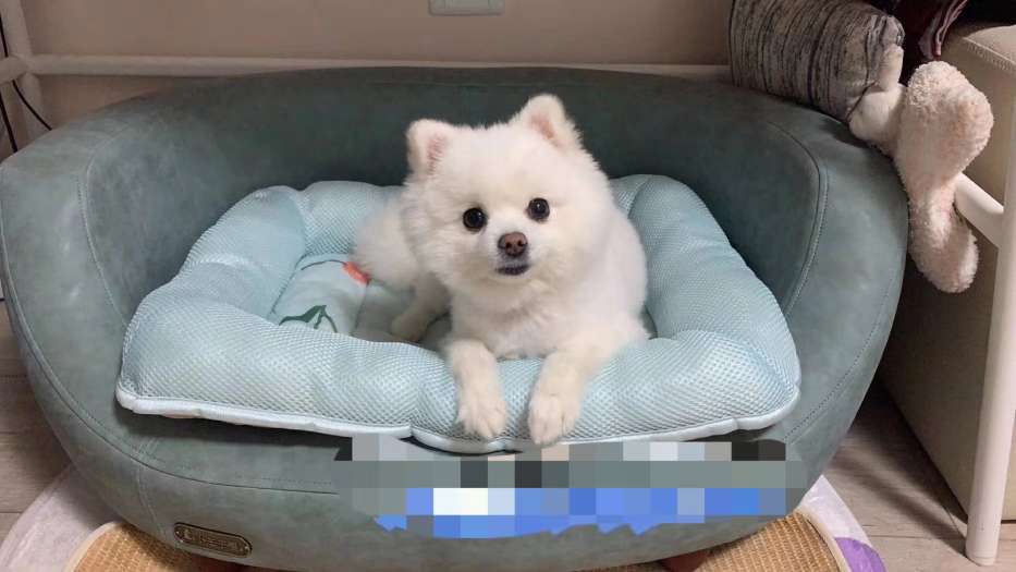 清货款窝垫🎉🎉

贝壳型窝垫，现货不多了，感兴趣的小伙伴抓紧时间联系我[转圈]

适合15斤以内的🐶🐱详情图9