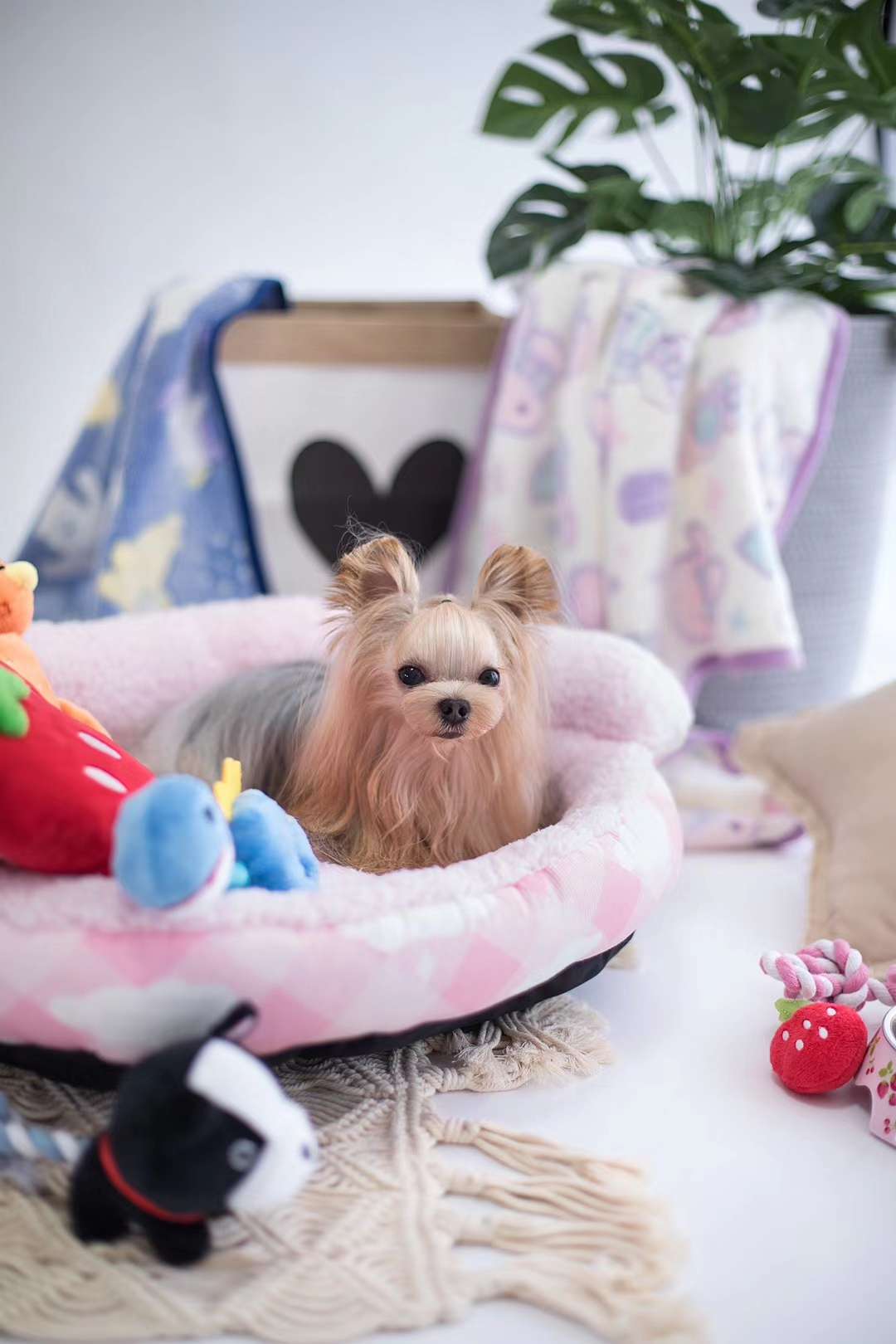 贝壳型窝垫/宠物用品狗窝/宠物狗狗窝窝细节图