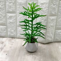 Small plant