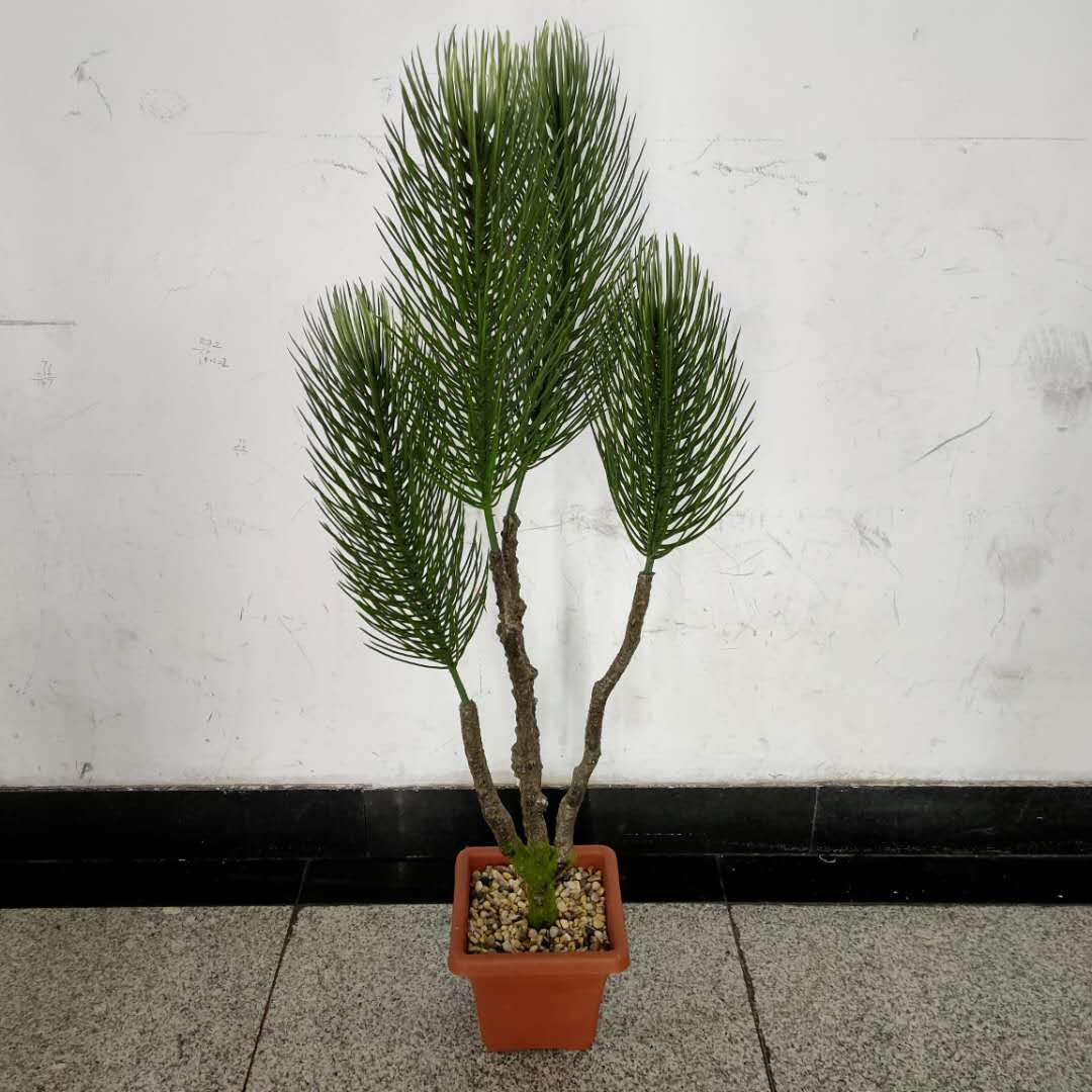 Pine needles are big trees