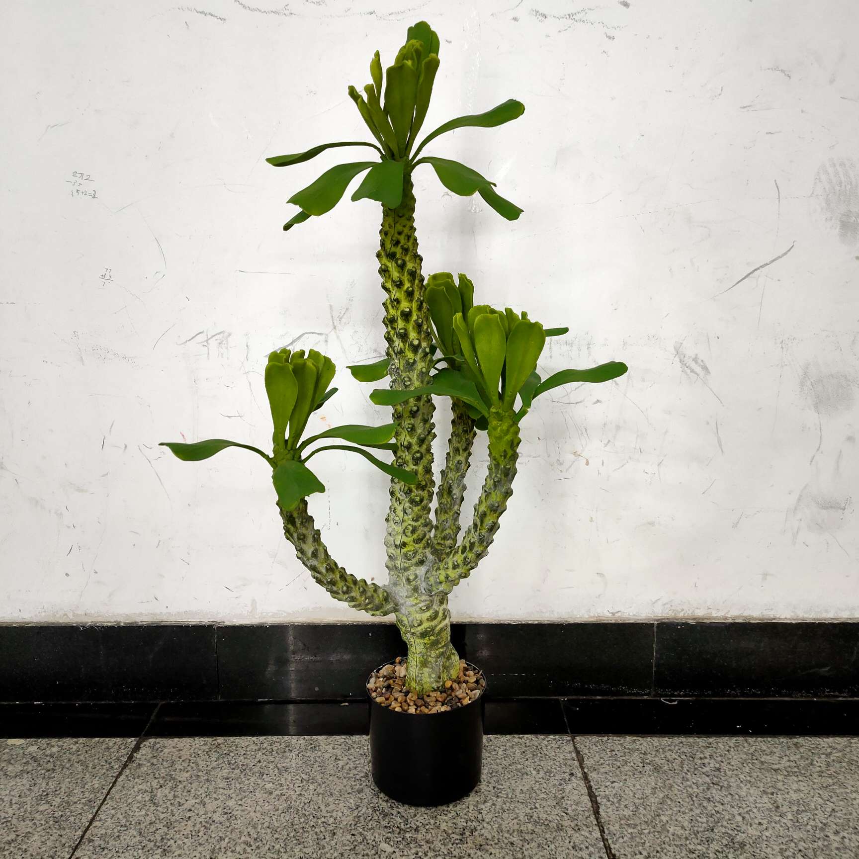 大型植物