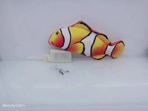 What a lovely fish, come and have a look!