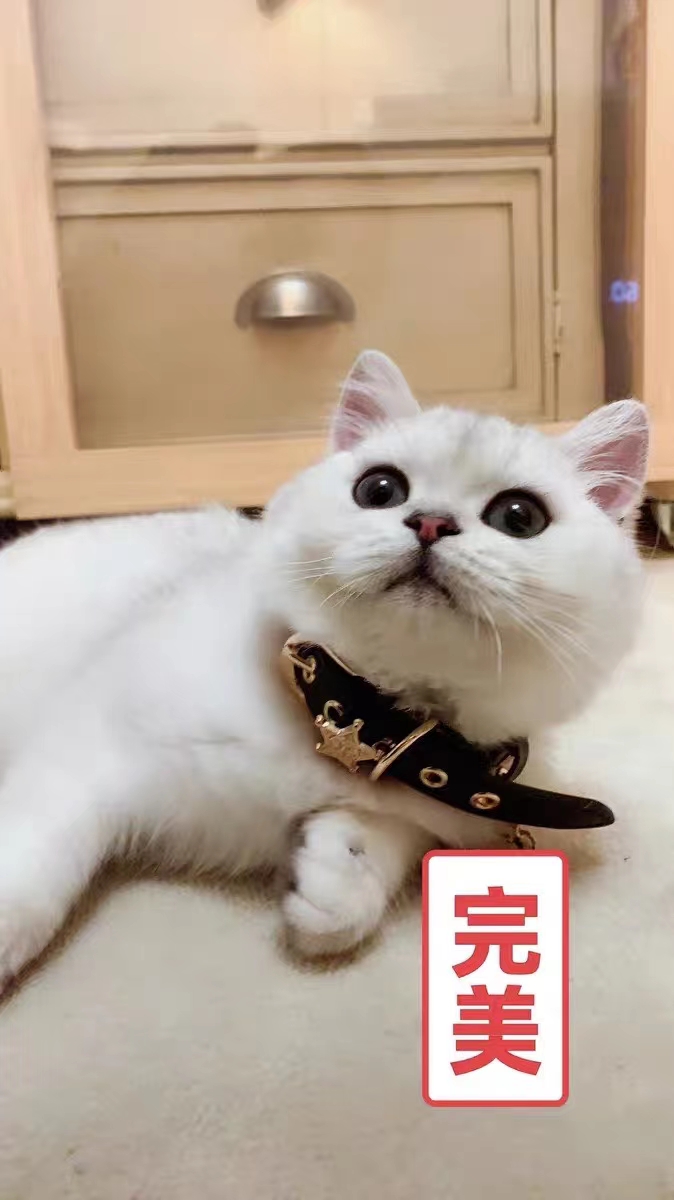 黑蕾丝轻松奢侈宠物项圈，给宠宝娃们一份多年的贴心陪伴详情图6