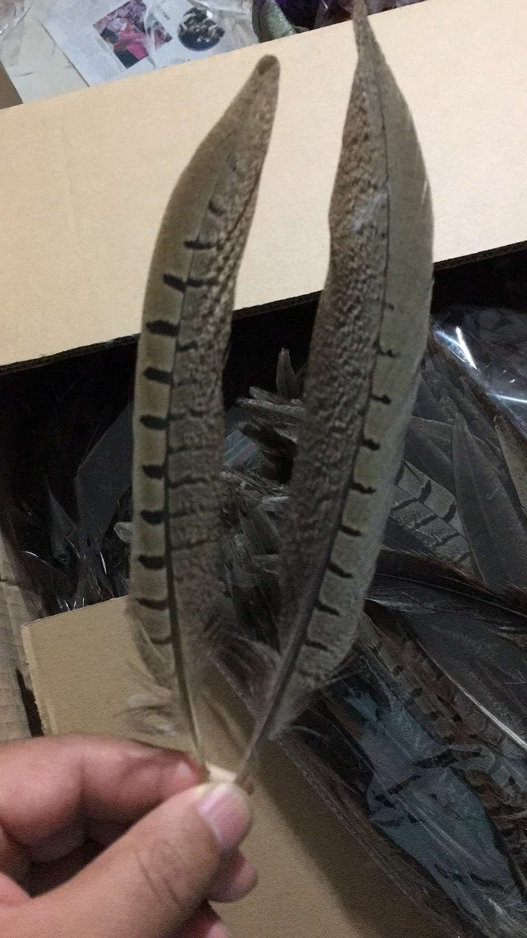 野鸡毛白底实物图